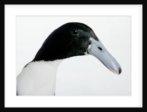 Hook Bill Duck by Anonymous