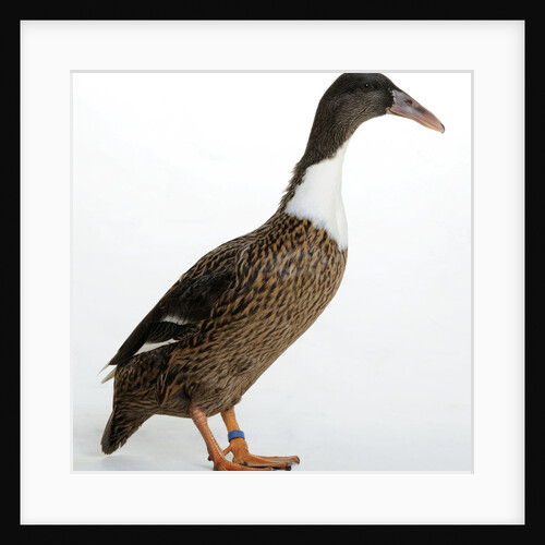 Hook Bill Duck by Anonymous