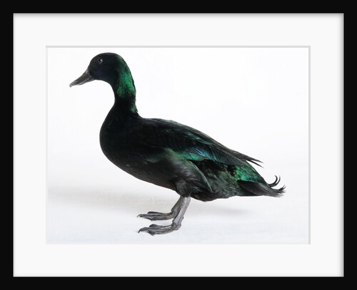 Black East India Duck by Anonymous