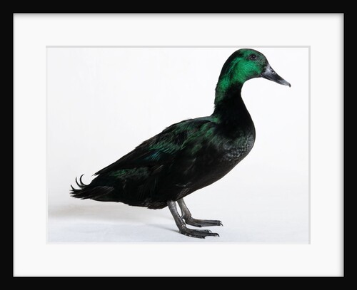 Black East India Duck by Anonymous