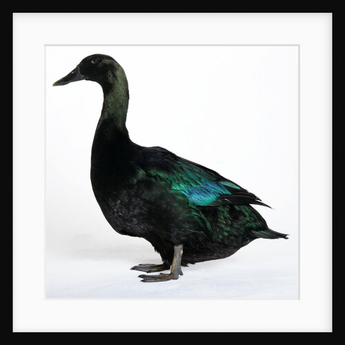 Black East India Duck by Anonymous