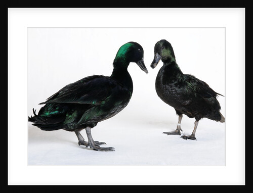 Black East India Ducks by Anonymous