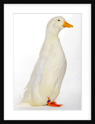 Pekin Duck by Anonymous