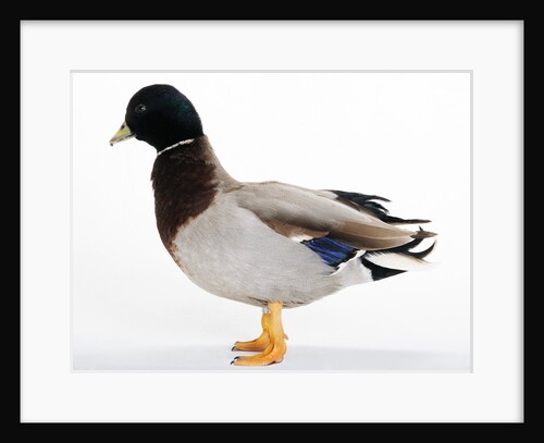 Call Duck by Anonymous