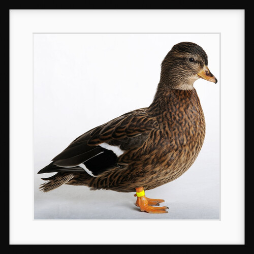 Call Duck by Anonymous