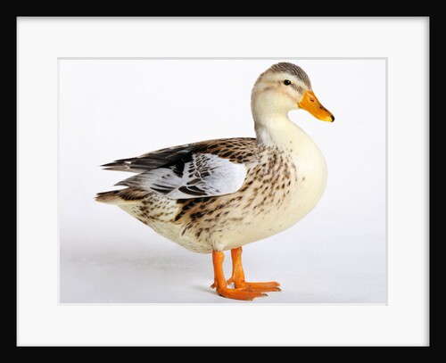 Silver Appleyard Duck by Anonymous