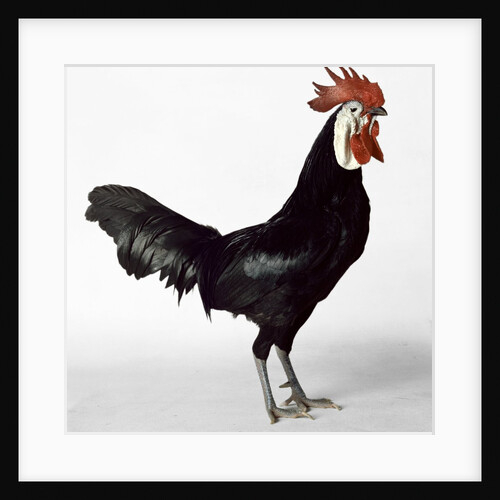 White Faced Black Spanish Cockerel by Anonymous
