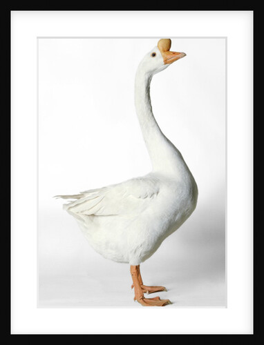Chinese Goose by Anonymous
