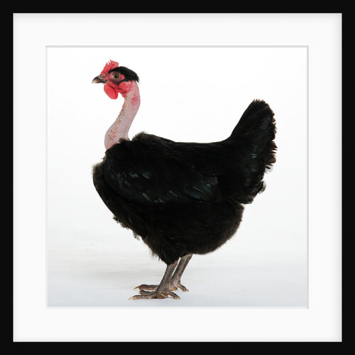Transylvanian Naked Neck Hen by Anonymous