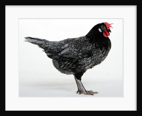 Blue Andalusian Hen by Anonymous