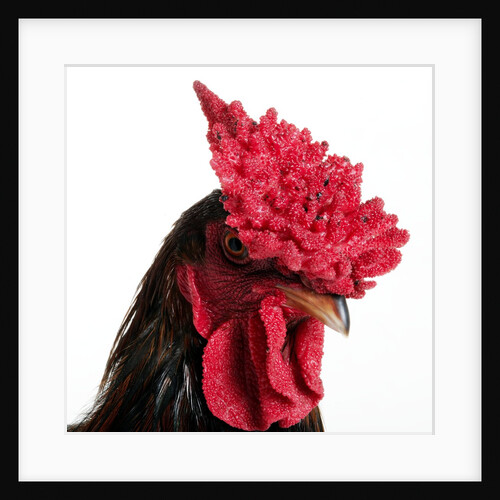 Derbyshire Redcap Rooster by Anonymous