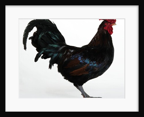 Derbyshire Redcap Rooster by Anonymous