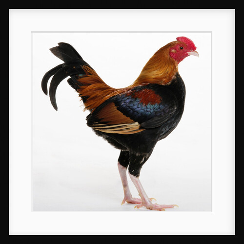 Old English Game Bantam by Anonymous