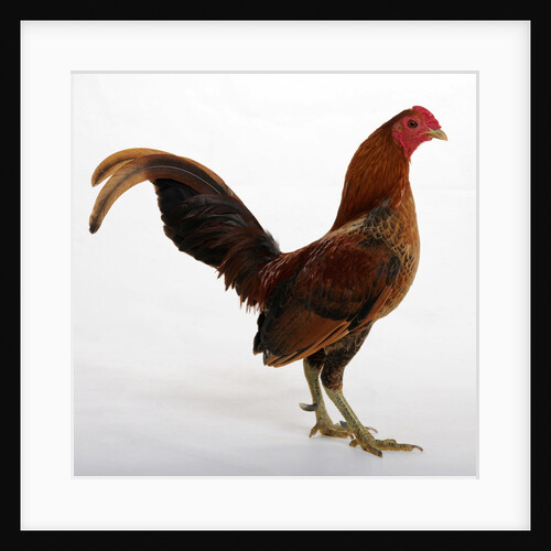 Old English Game Bantam by Anonymous