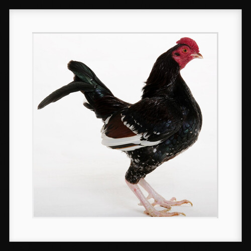 Old English Game Bantam by Anonymous