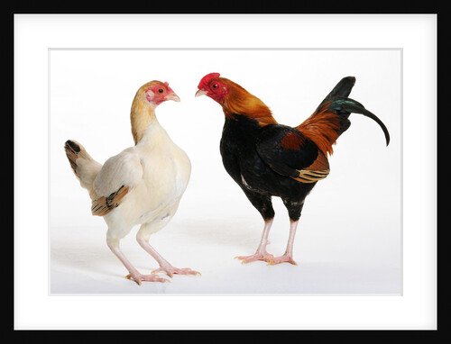 Old English Game Bantams by Anonymous