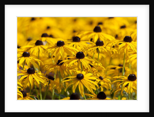 black-eyed Susan by Anonymous