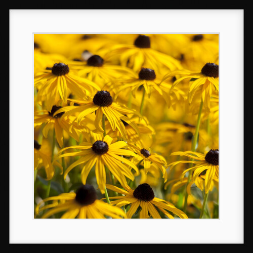 black-eyed Susan by Anonymous