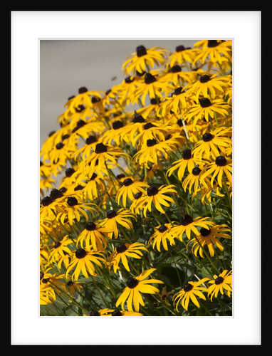 black-eyed Susan by Anonymous