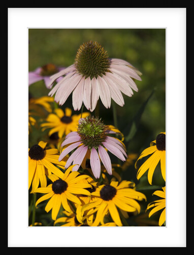 black-eyed Susan and Echinacea flowers by Anonymous