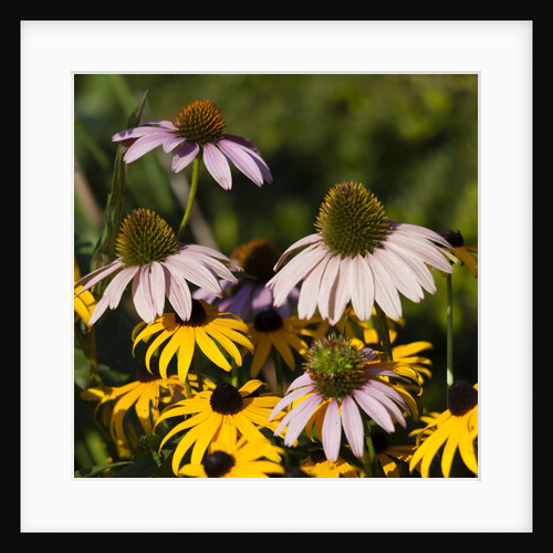 black-eyed Susan and Echinacea flowers by Anonymous