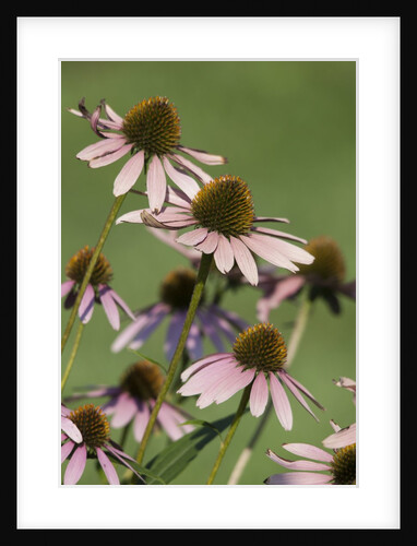 Flower Garden by Anonymous
