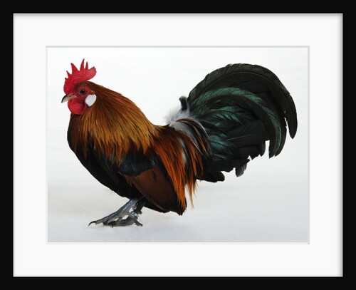 Dutch Bantam by Anonymous