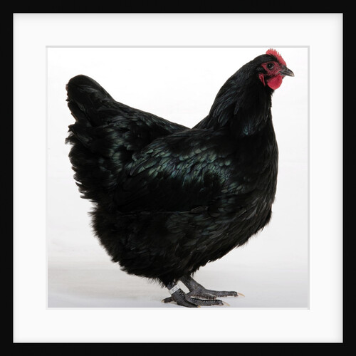 Australorp by Anonymous