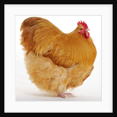 Buff Orpington by Anonymous