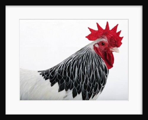 Sussex Hen by Anonymous