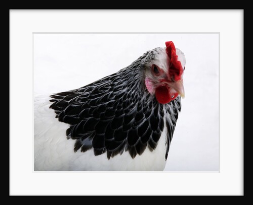 Sussex Hen by Anonymous