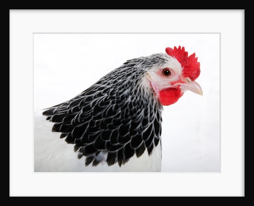 Sussex Hen by Anonymous