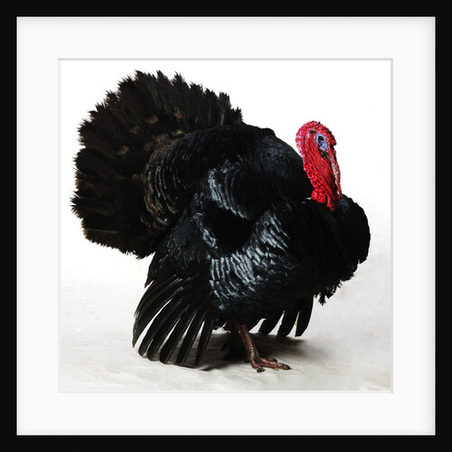 Black Turkey by Anonymous