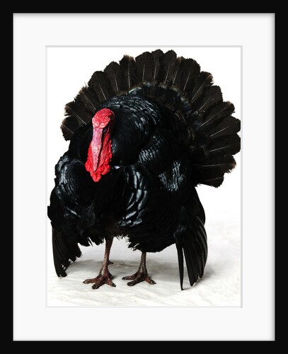 Black Turkey by Anonymous