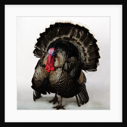 Bronze Turkey by Anonymous