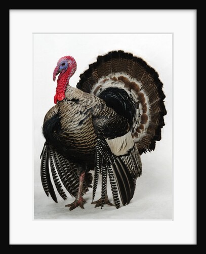 Bronze Turkey by Anonymous