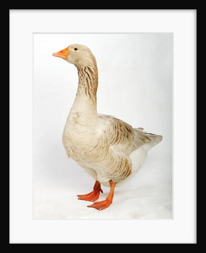 Brecon Buff Goose by Anonymous