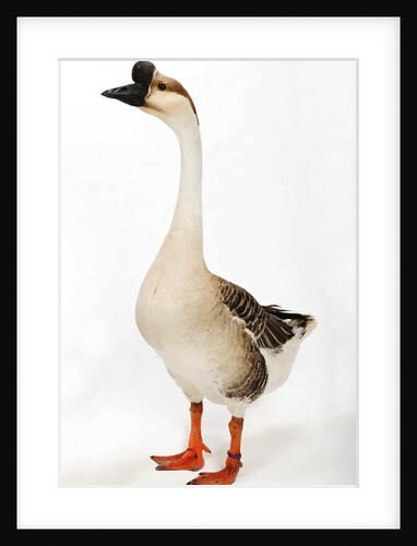 Chinese goose by Anonymous