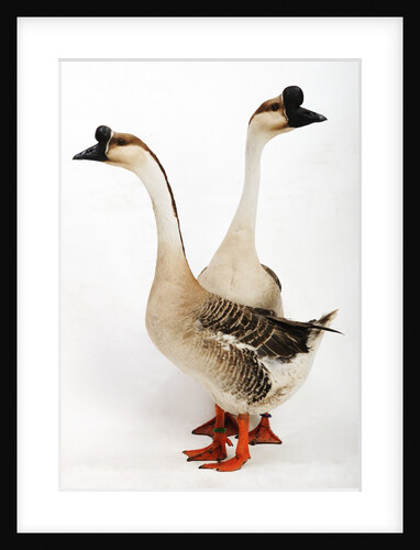 Chinese geese by Anonymous