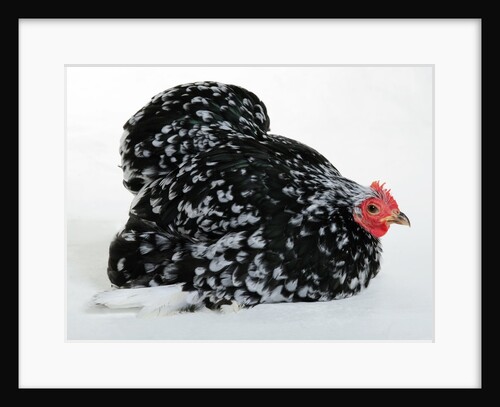 Pekin Bantam by Anonymous