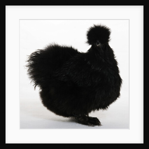 Silkie by Anonymous