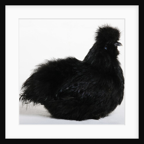 Silkie by Anonymous