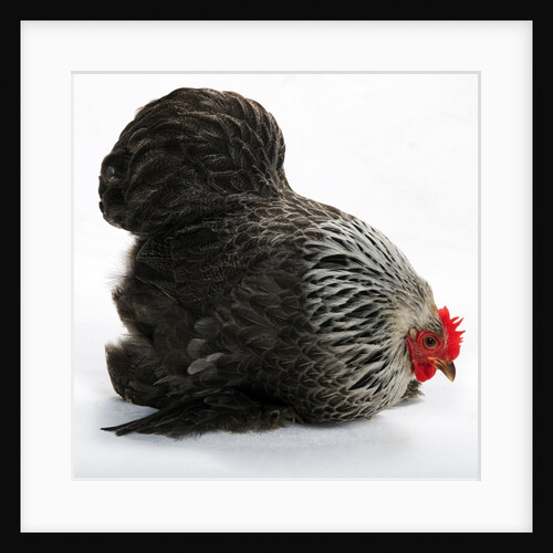 Pekin Bantam by Anonymous