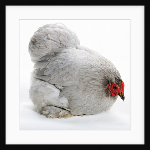 Pekin Bantam by Anonymous