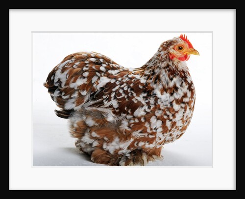 Pekin/Cochin Bantam by Anonymous