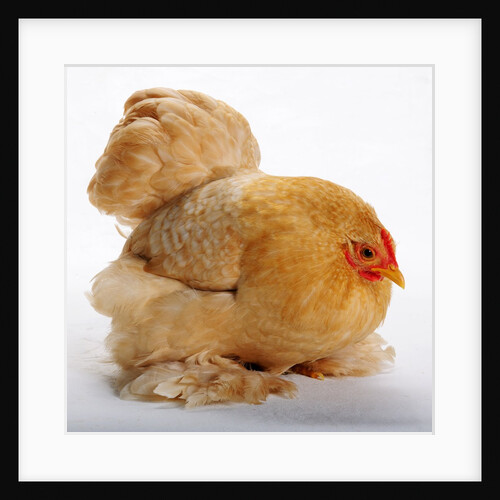 Pekin/Cochin Bantam by Anonymous