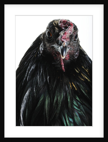 Sumatra Bantam by Anonymous