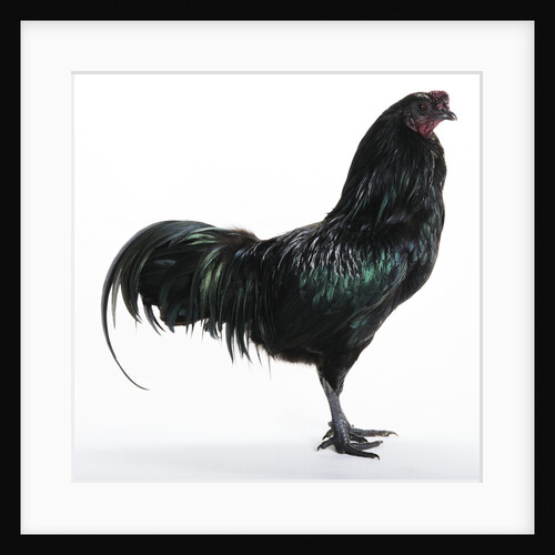 Sumatra Bantam by Anonymous