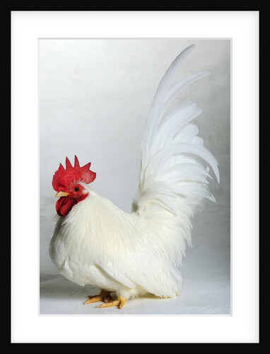 Japanese/Shabo Bantam by Anonymous