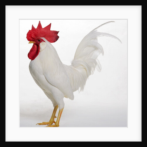Leghorn by Anonymous